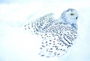 Black and White-Snowy Owl